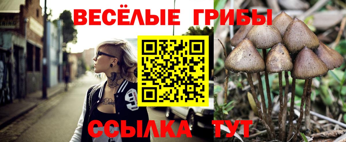 Псилоцибиновые грибы Cubensis  Псилоцибиновые грибы прущие грибы  Вход с VPN  Сертолово 